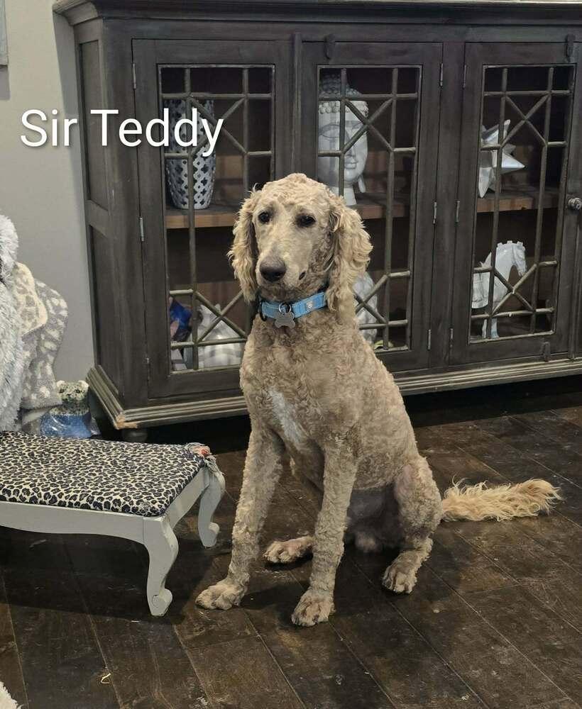 Sir Teddy — thumbnail 4