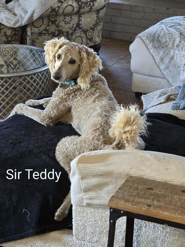 Sir Teddy — thumbnail 5