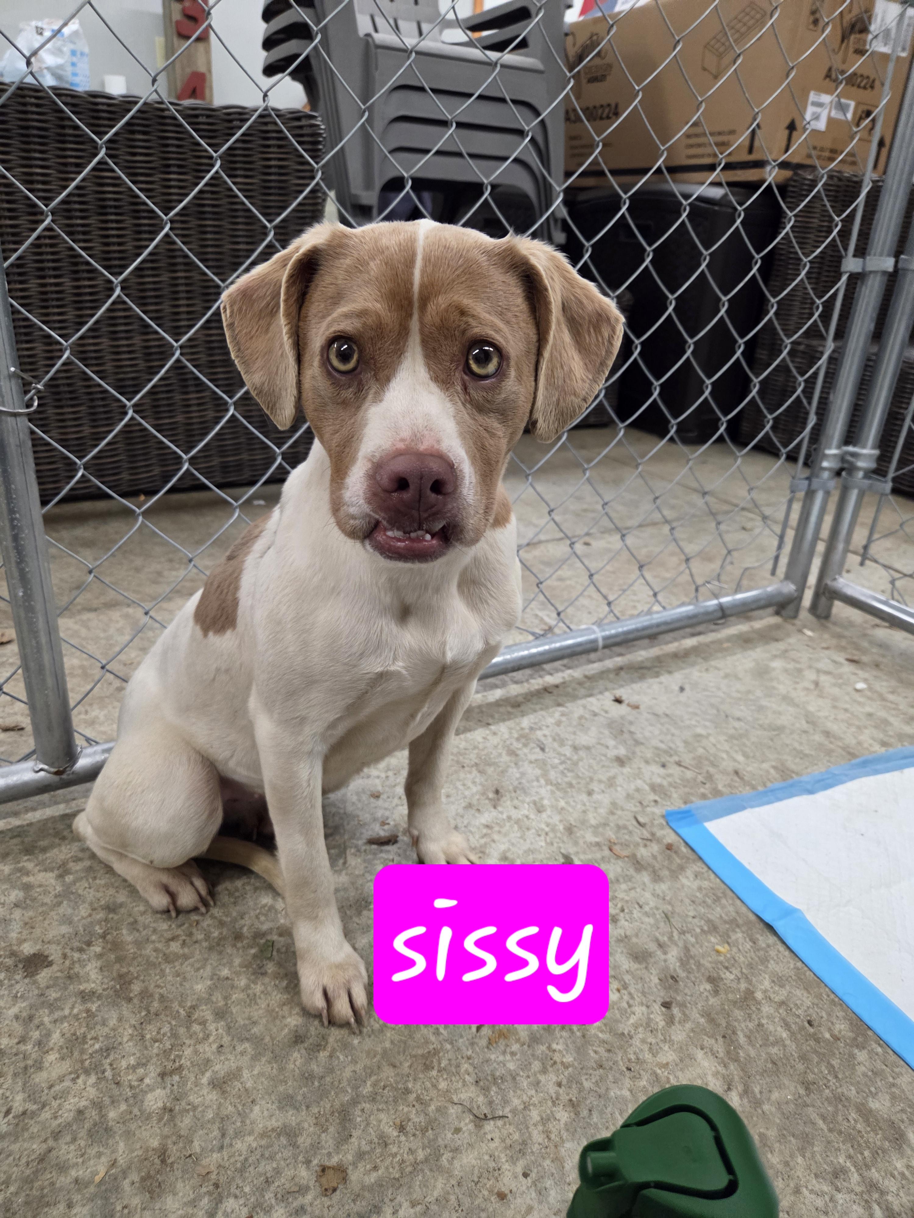 Sissy, adopted, Adult Female English Pointer & Beagle.