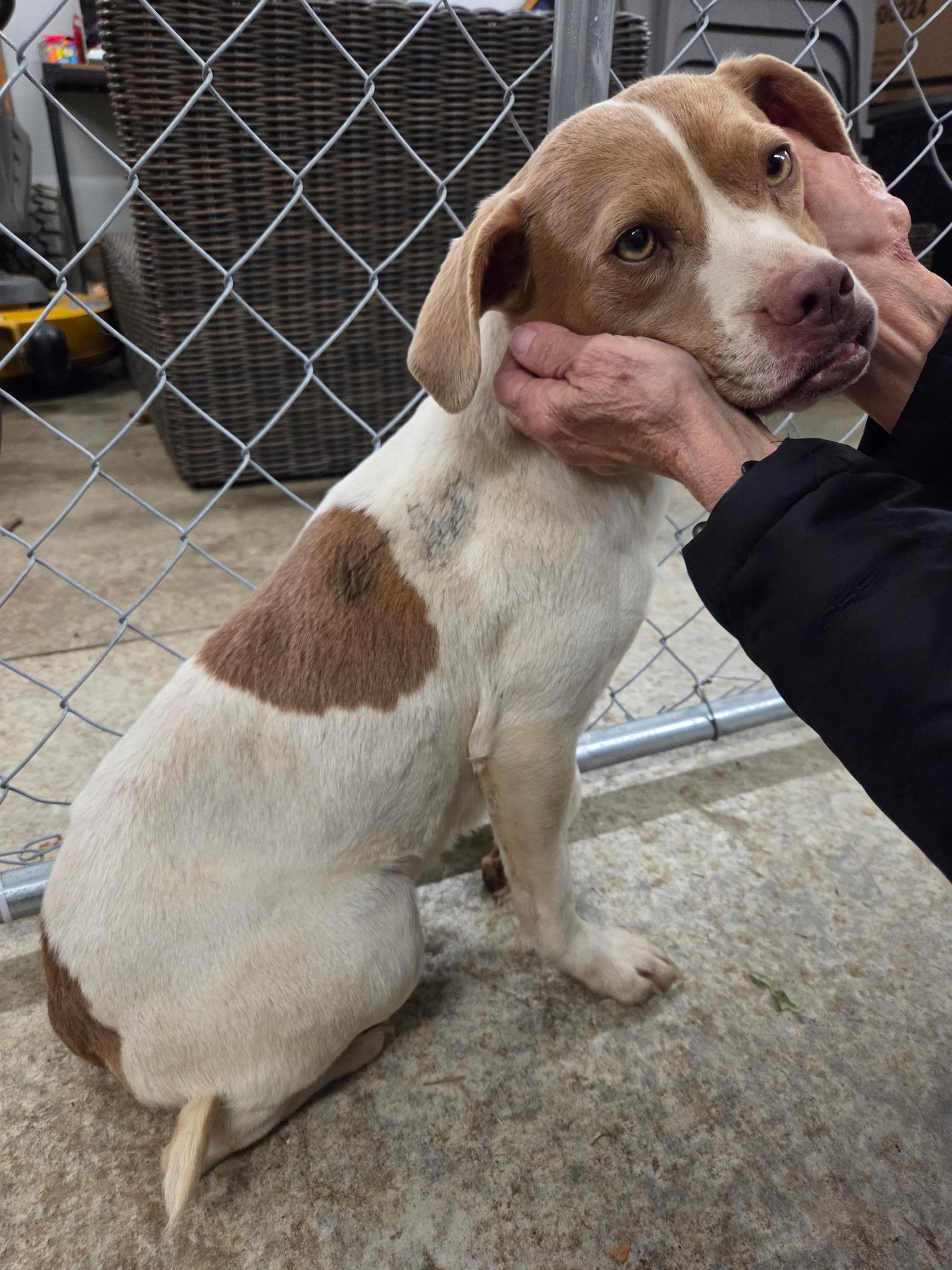Enlarge Sissy, an adopted mixed breed in Muncie, IN image 4/4