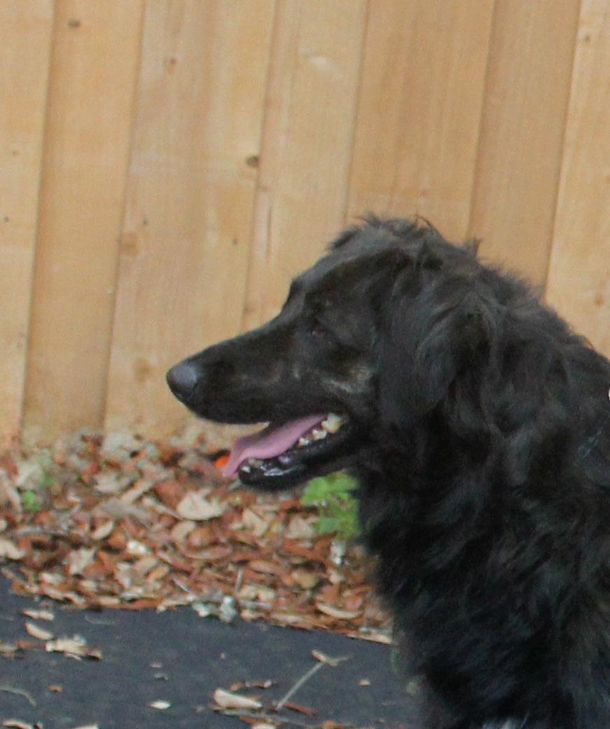 Enlarge TOKYO, a Adoptable mixed breed in Inverness, FL image 5/6