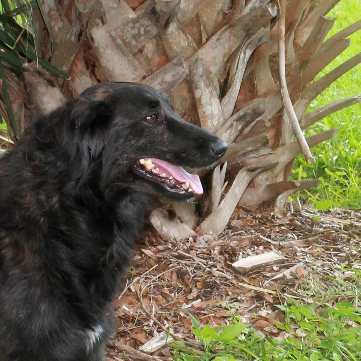 TOKYO, Adoptable, Adult Female Golden Retriever & Labrador Retriever.