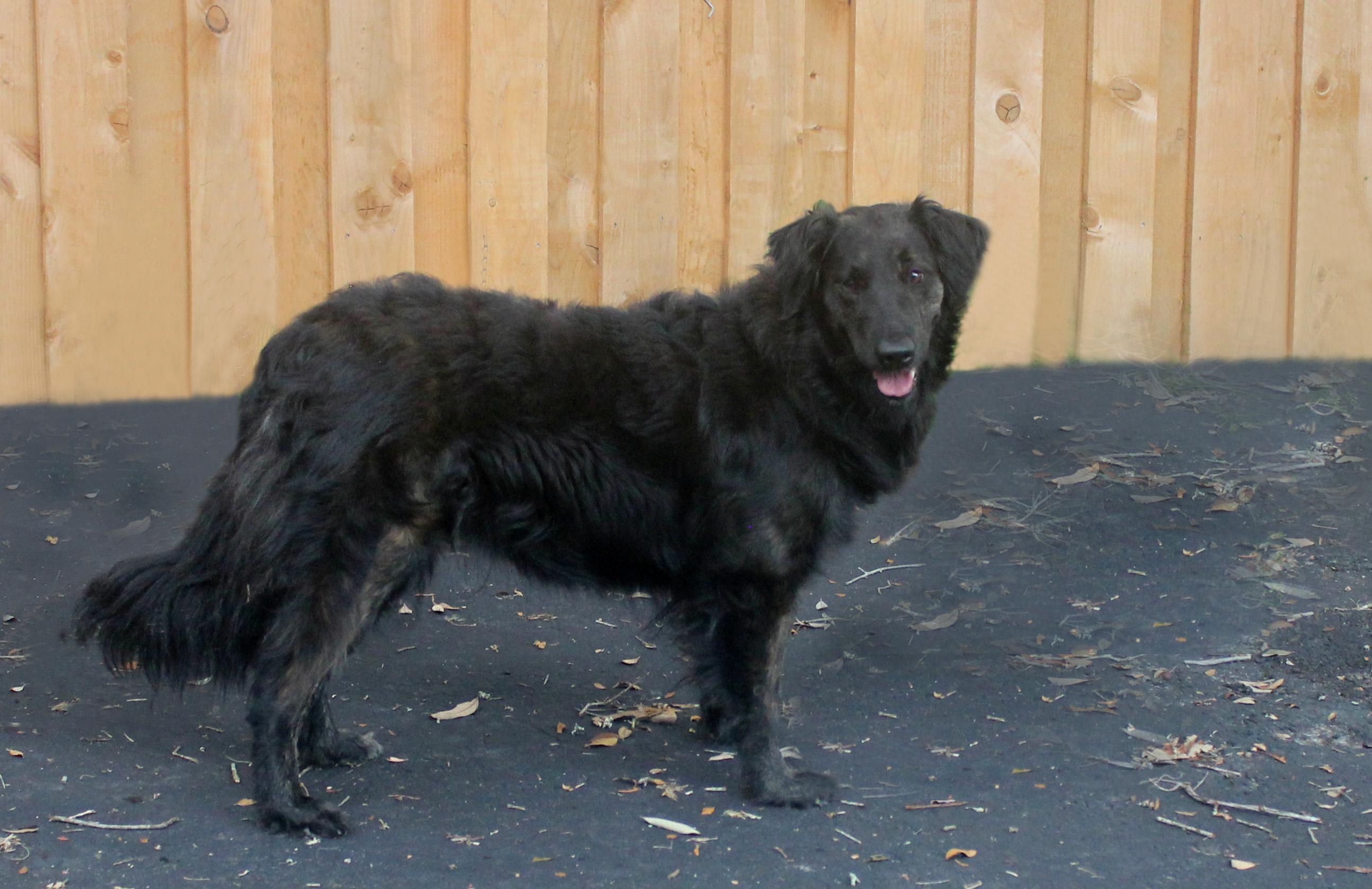 Enlarge TOKYO, a Adoptable mixed breed in Inverness, FL image 4/6