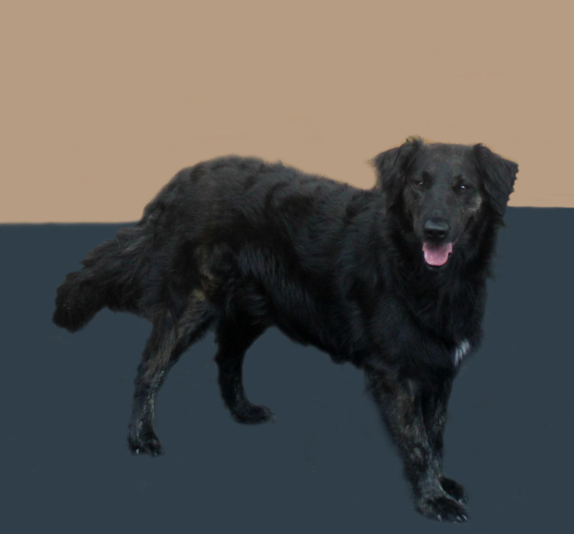 Enlarge TOKYO, a Adoptable mixed breed in Inverness, FL image 6/6
