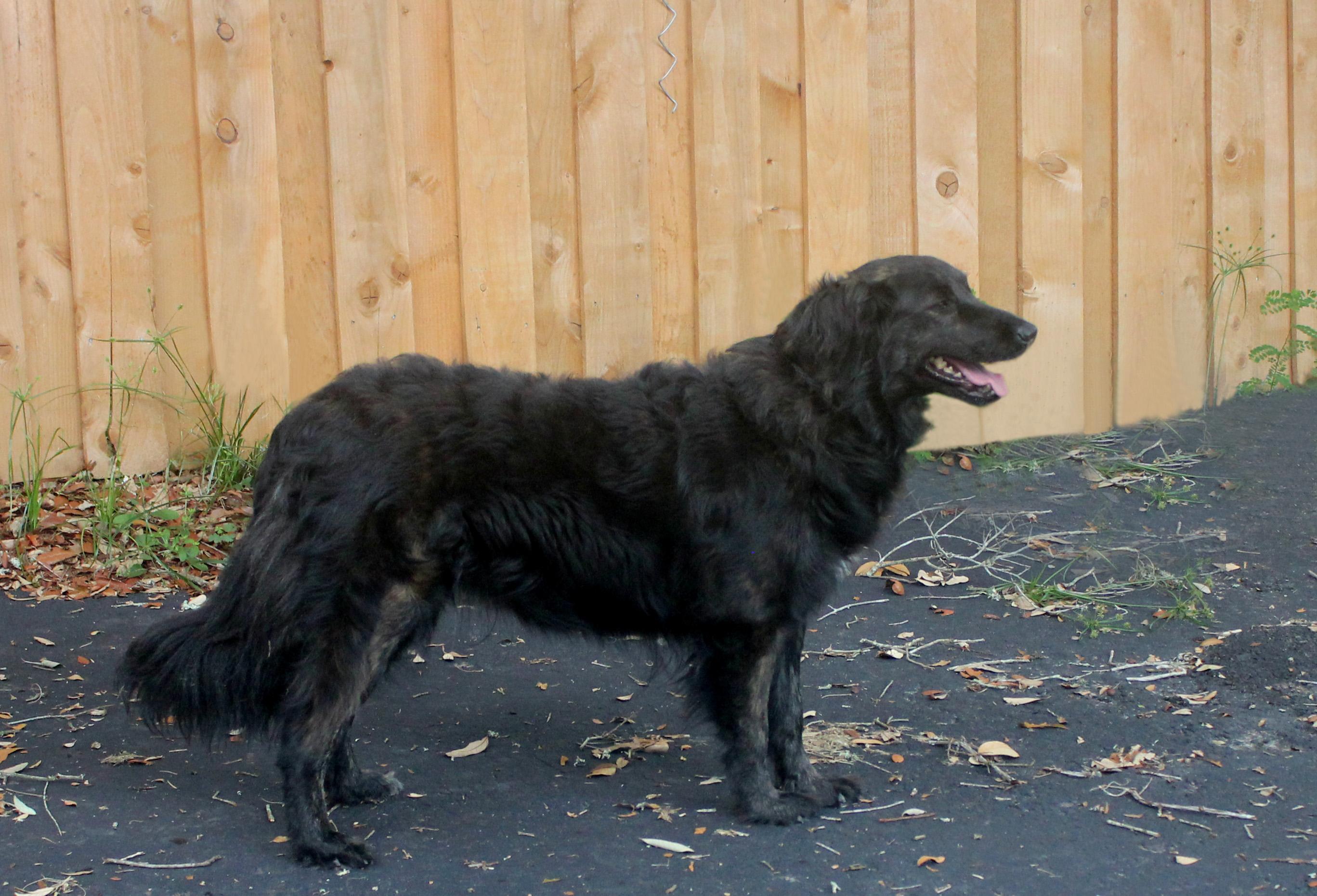 Enlarge TOKYO, a Adoptable mixed breed in Inverness, FL image 2/6
