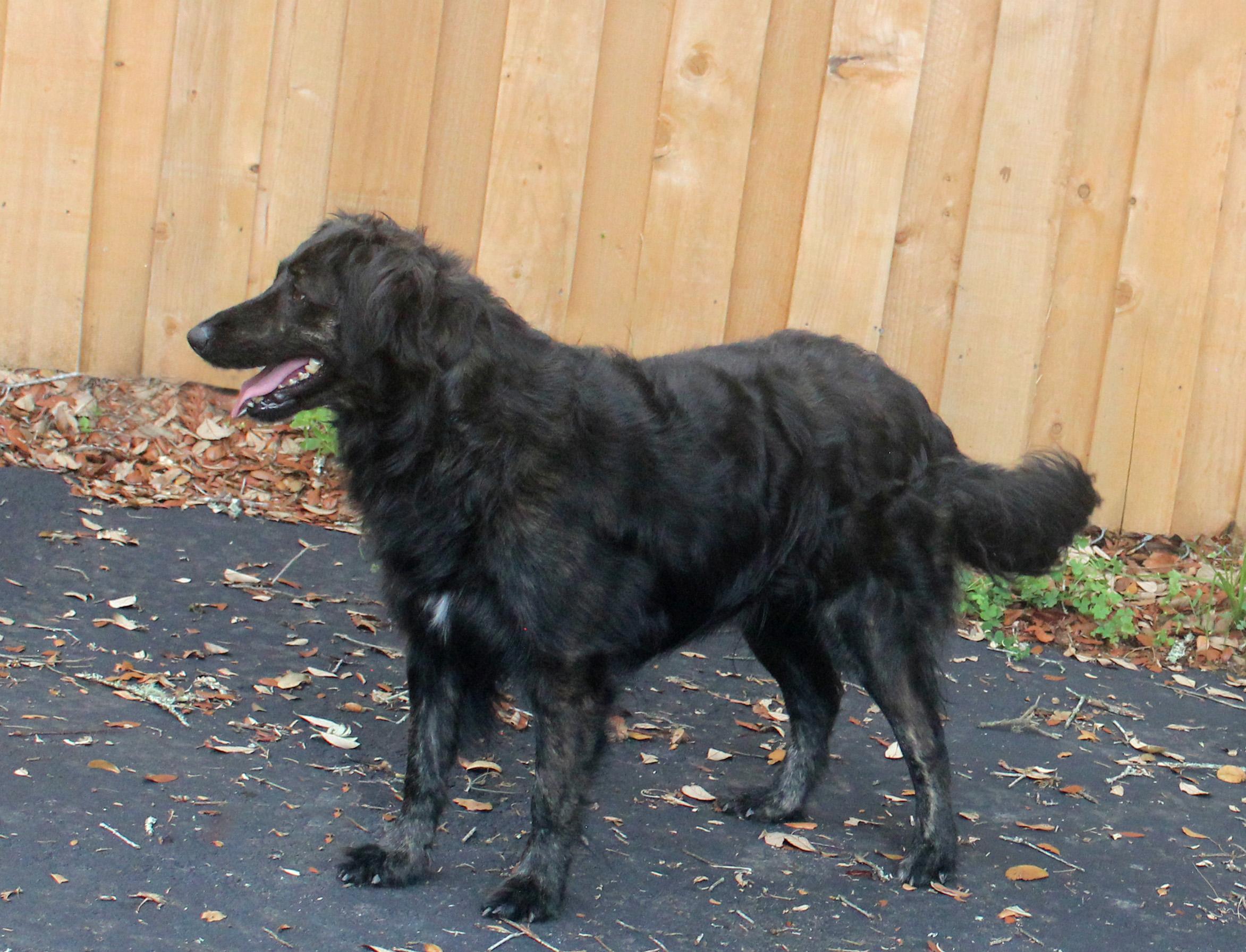 Enlarge TOKYO, a Adoptable mixed breed in Inverness, FL image 3/6