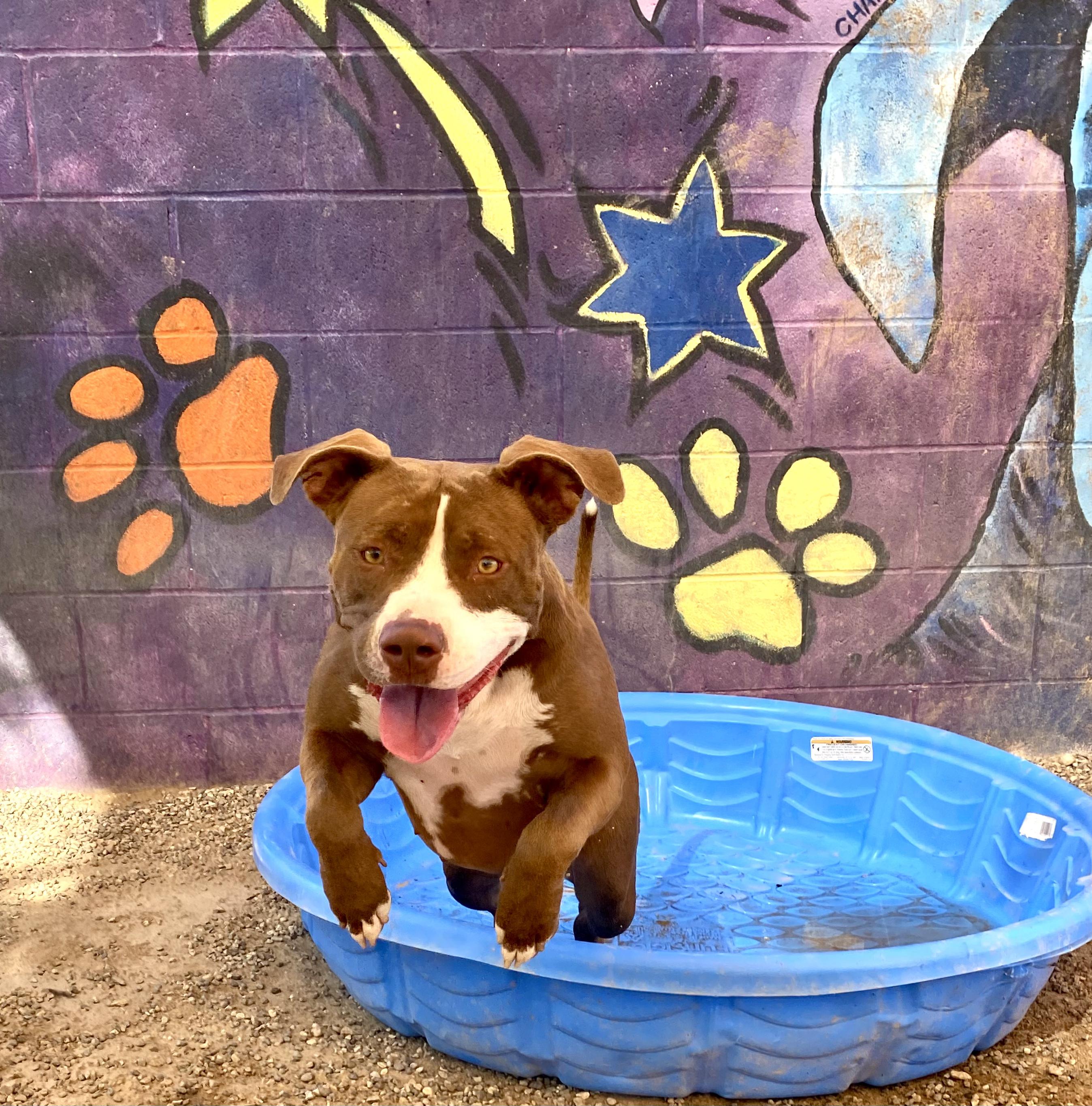 Cocoa, an adoptable Pit Bull Terrier in Parker, AZ, 85344 | Photo Image 1