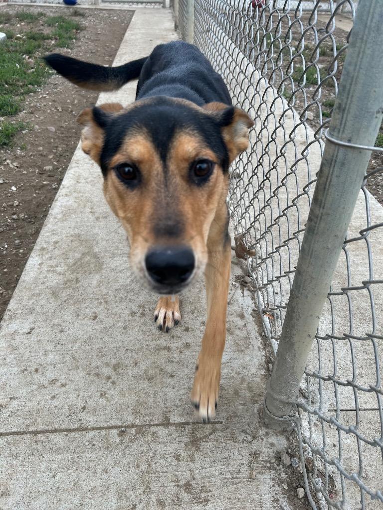 Athena, Adoptable, Young Female German Shepherd Dog.