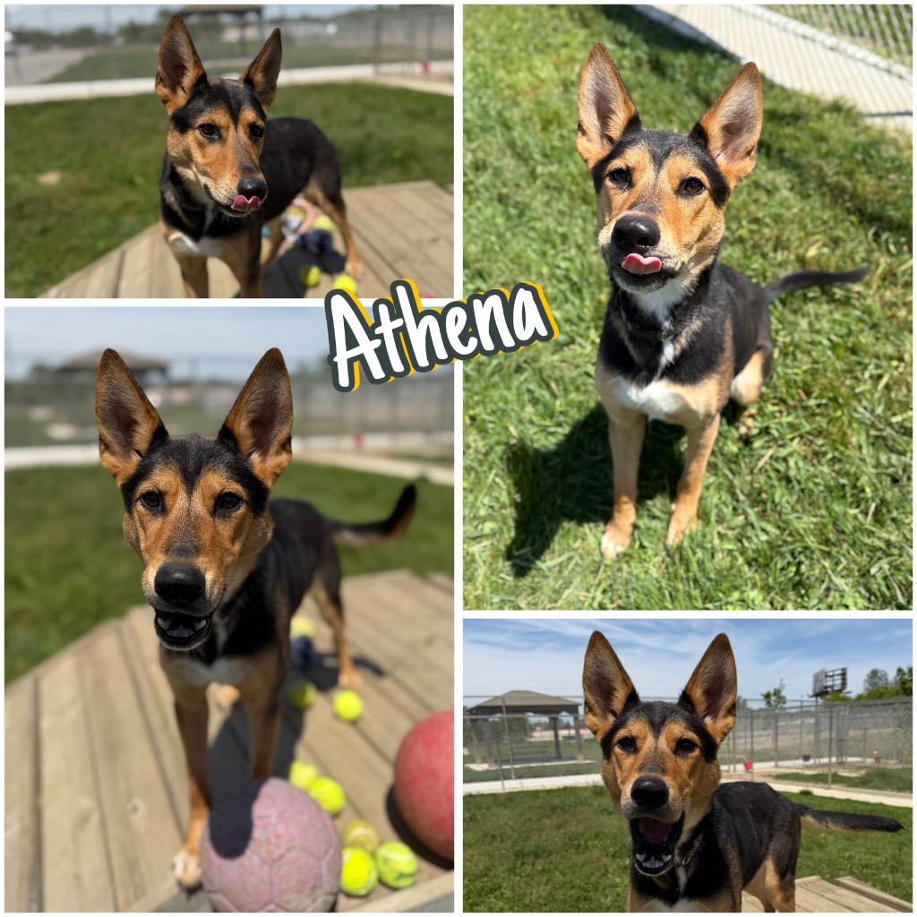 Athena - Long Term Resident, Adoptable, Young Female German Shepherd Dog.