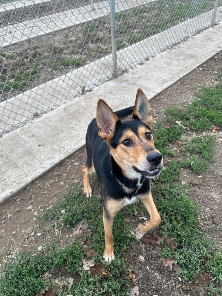 Enlarge Athena, a Adoptable German Shepherd Dog in Pierceton, IN image 2/6