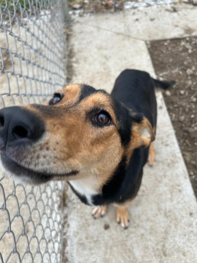 Enlarge Athena, a Adoptable German Shepherd Dog in Pierceton, IN image 3/6