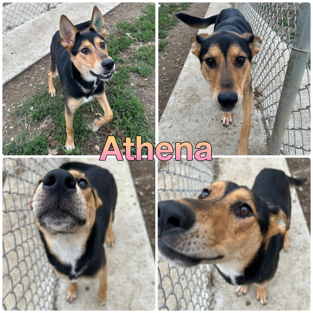 Enlarge Athena, a Adoptable German Shepherd Dog in Pierceton, IN image 4/6
