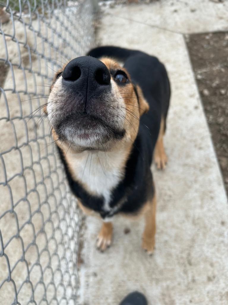 Enlarge Athena, a Adoptable German Shepherd Dog in Pierceton, IN image 5/6