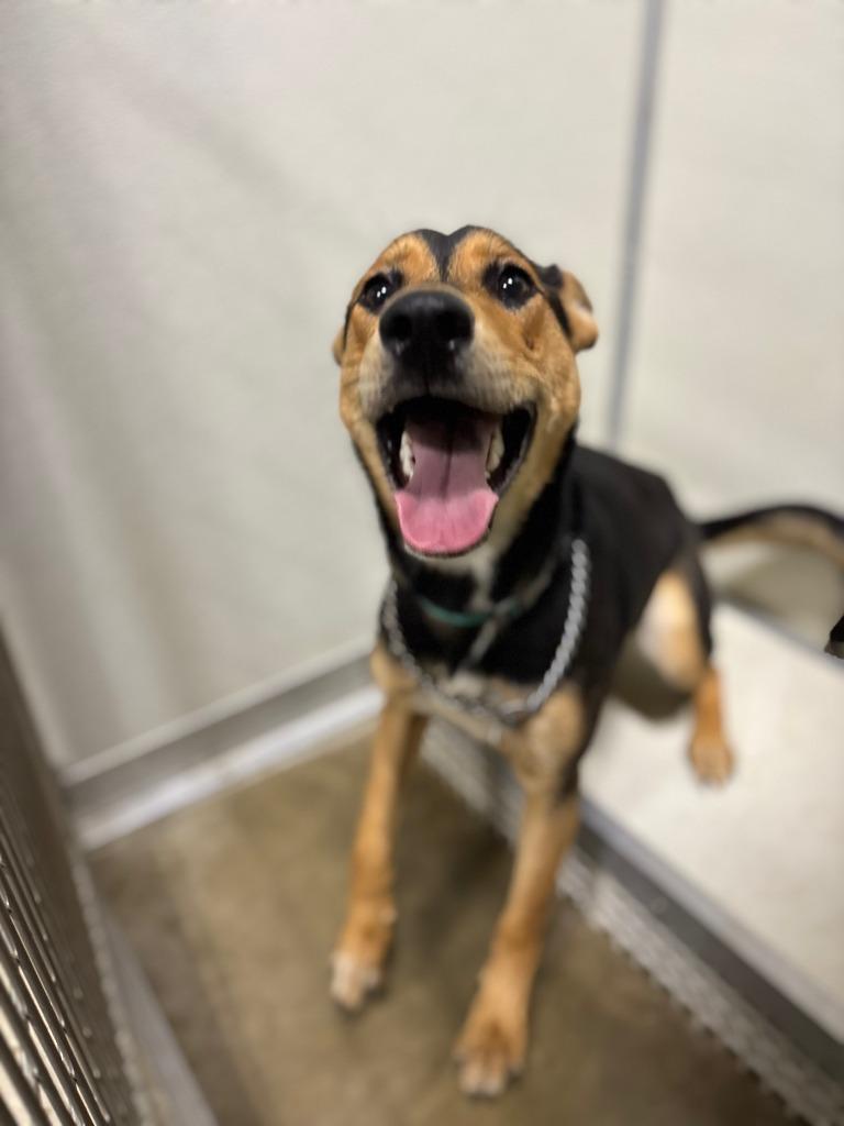 Enlarge Athena, a Adoptable German Shepherd Dog in Pierceton, IN image 6/6