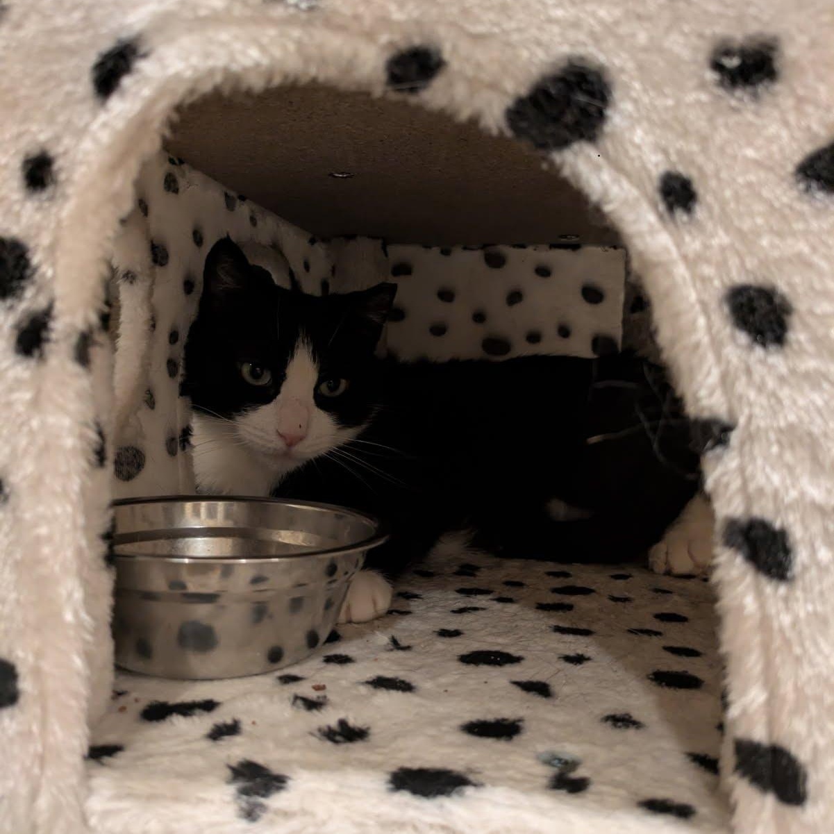 Enlarge Quinn, a ADOPTABLE Domestic Short Hair in West Orange, NJ image 1/3