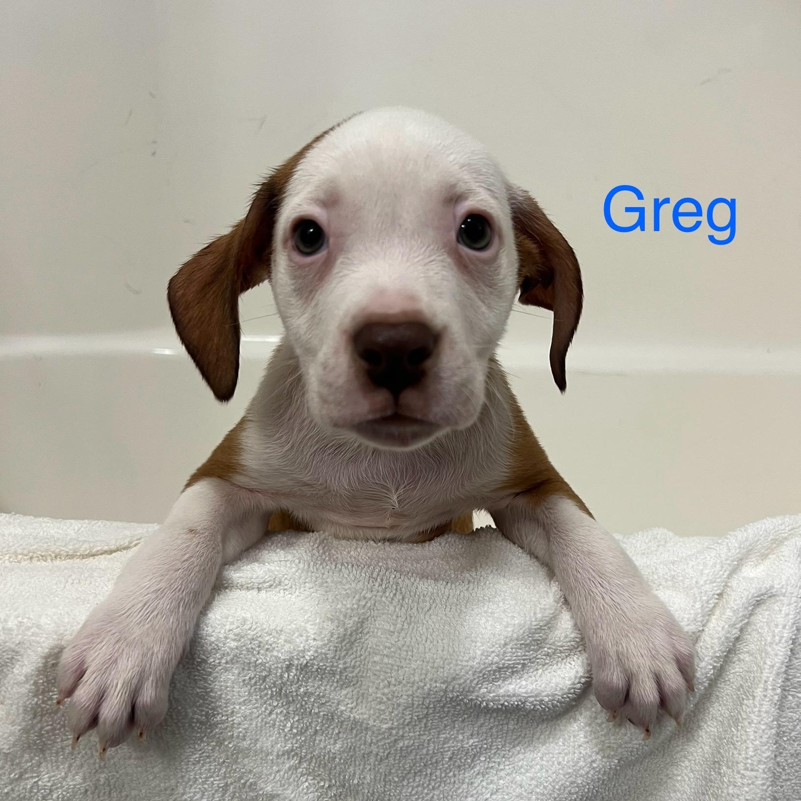 Greg, ADOPTABLE, Puppy Male American Staffordshire Terrier & Mixed Breed.