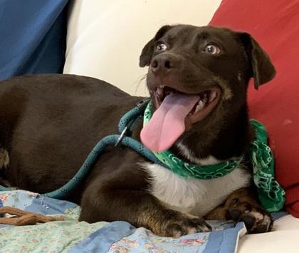 Mocha, Adoptable, Puppy Male Labrador Retriever & Dachshund.