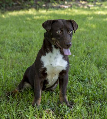 Enlarge Mocha, a Adoptable mixed breed in Tyler, TX image 3/5