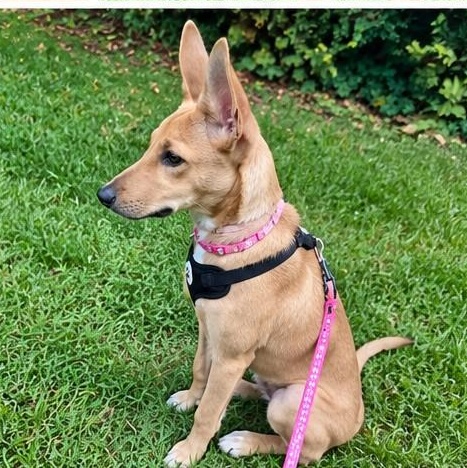Enlarge Camila, a Adoptable mixed breed in Lancaster, PA image 5/5