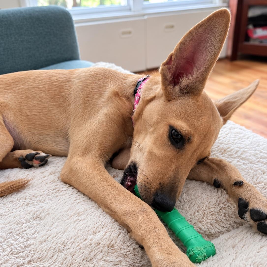 Enlarge Camila, a Adoptable mixed breed in Lancaster, PA image 4/5
