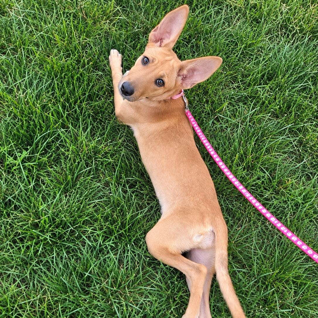 Enlarge Camila, a Adoptable mixed breed in Lancaster, PA image 3/5