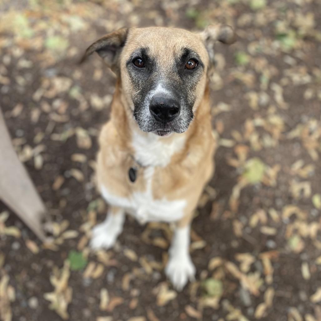 Enlarge Abby, a Adoptable mixed breed in Spokane, WA image 1/6