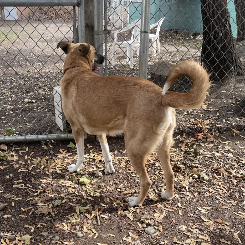 Enlarge Abby, a Adoptable mixed breed in Spokane, WA image 2/6