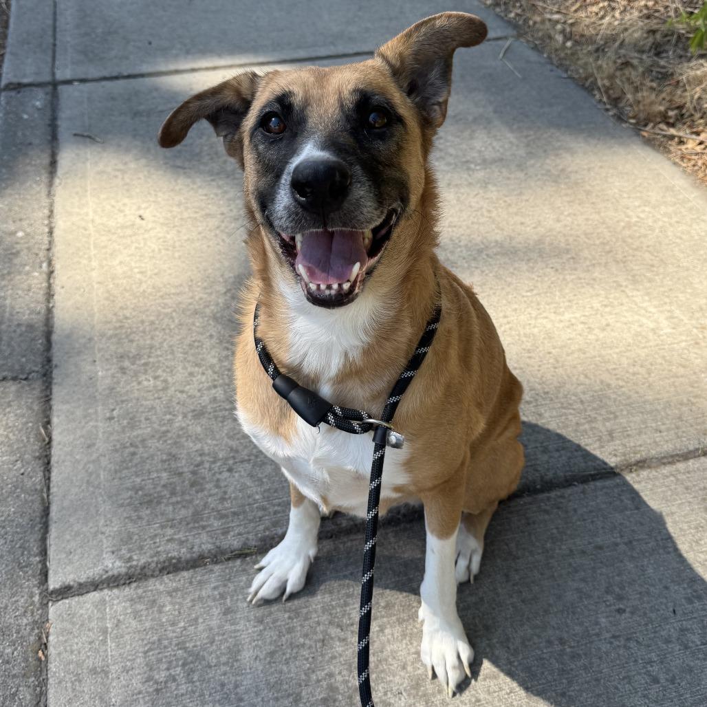 Enlarge Abby, a Adoptable mixed breed in Spokane, WA image 4/6