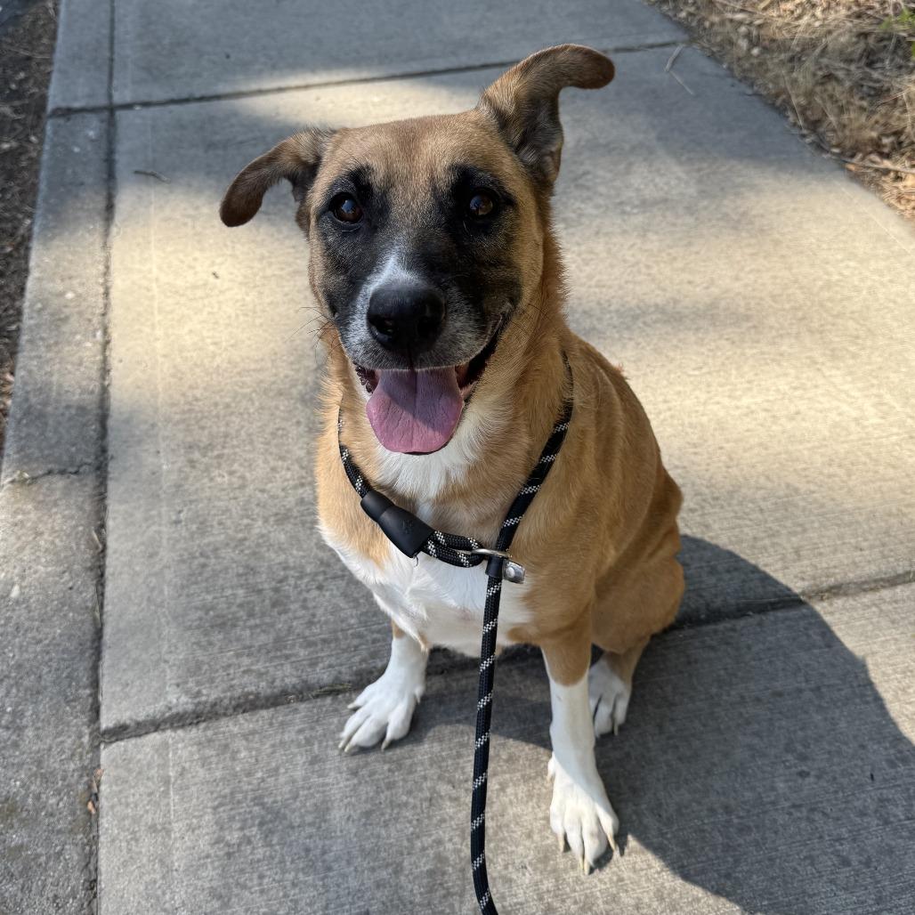 Enlarge Abby, a Adoptable mixed breed in Spokane, WA image 5/6