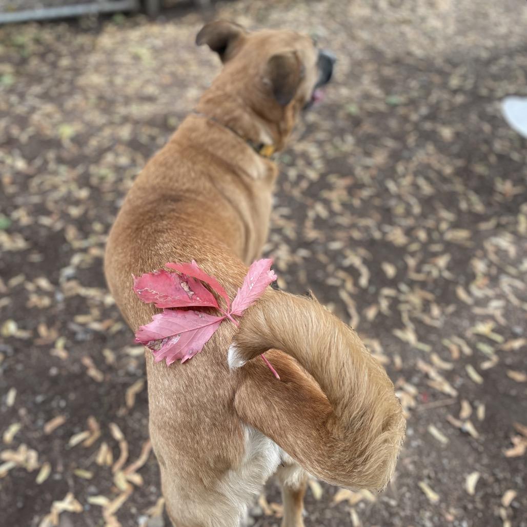 Enlarge Abby, a Adoptable mixed breed in Spokane, WA image 6/6