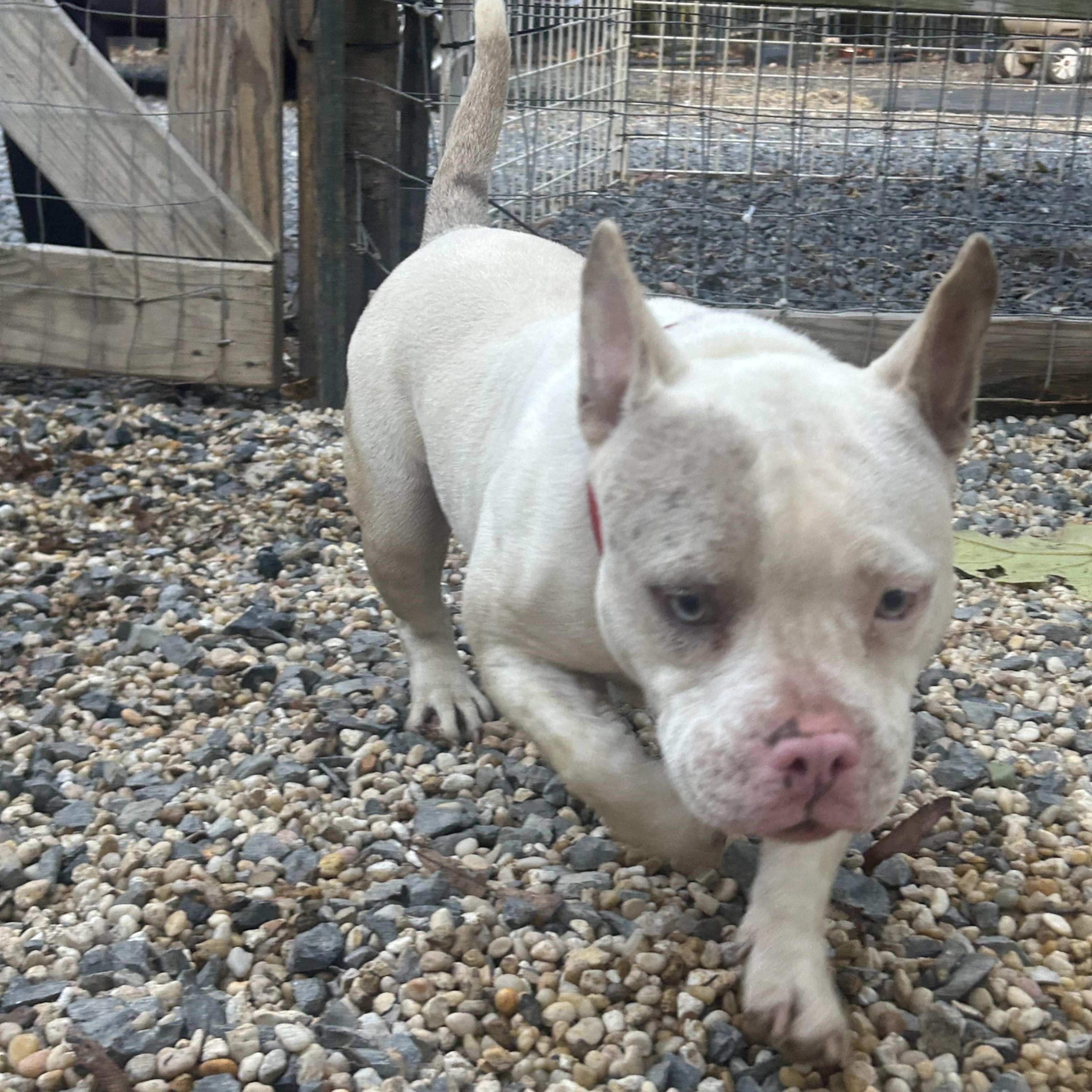 Toby, adopted, Young Male French Bulldog & Bulldog.