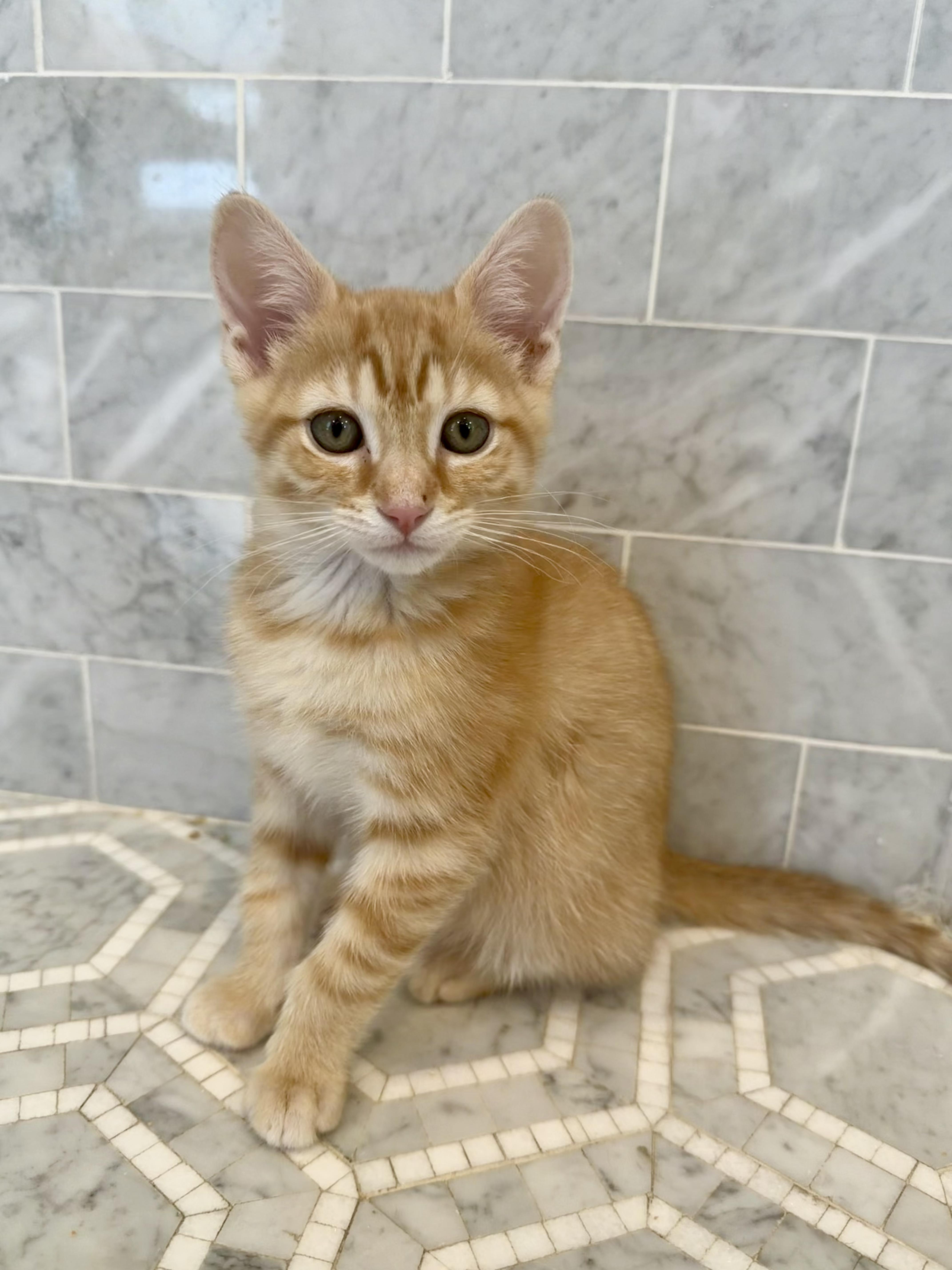 Enlarge Butter & Noodle, a ADOPTABLE Domestic Short Hair in Brooklyn, NY image 2/5