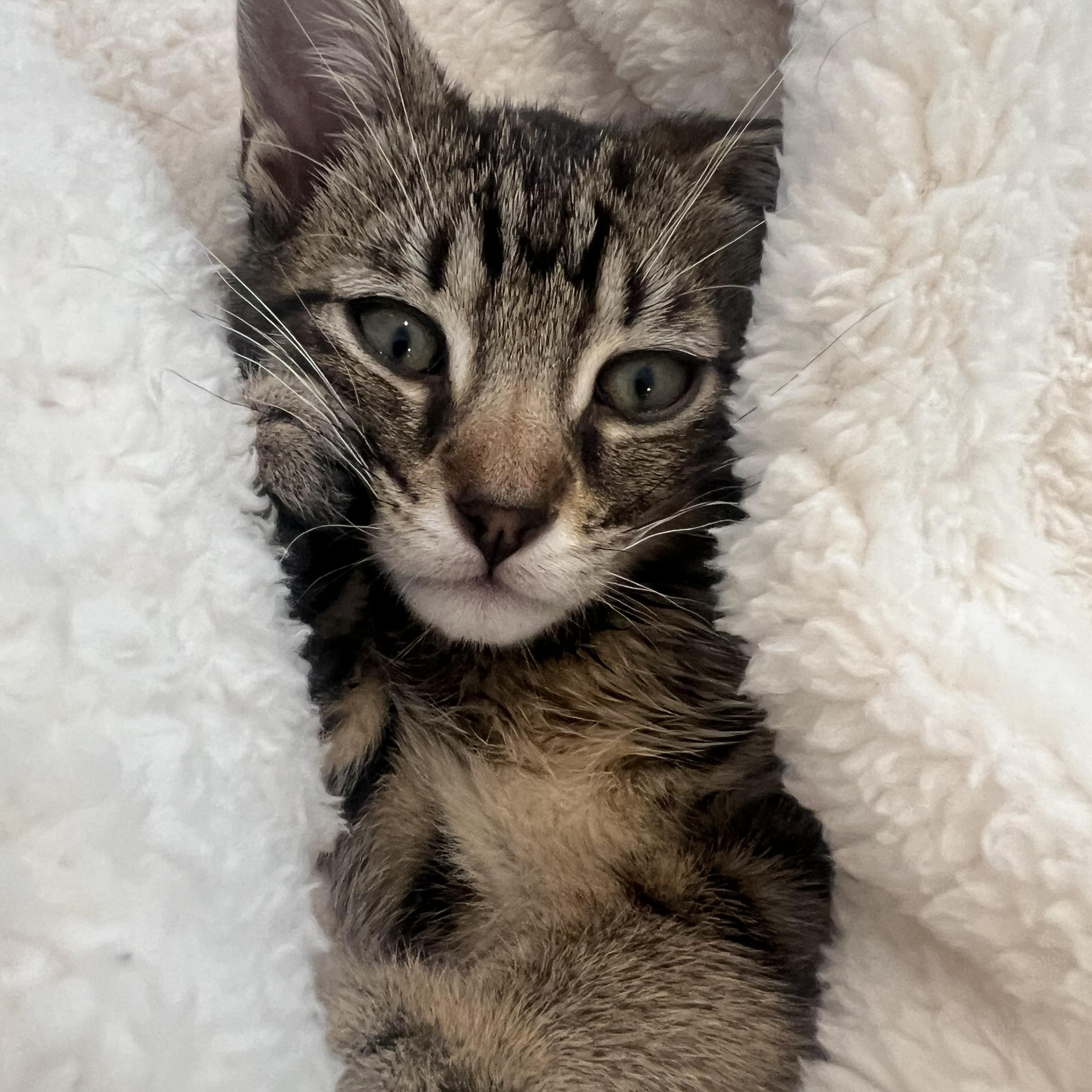 Enlarge Butter & Noodle, a ADOPTABLE Domestic Short Hair in Brooklyn, NY image 5/5