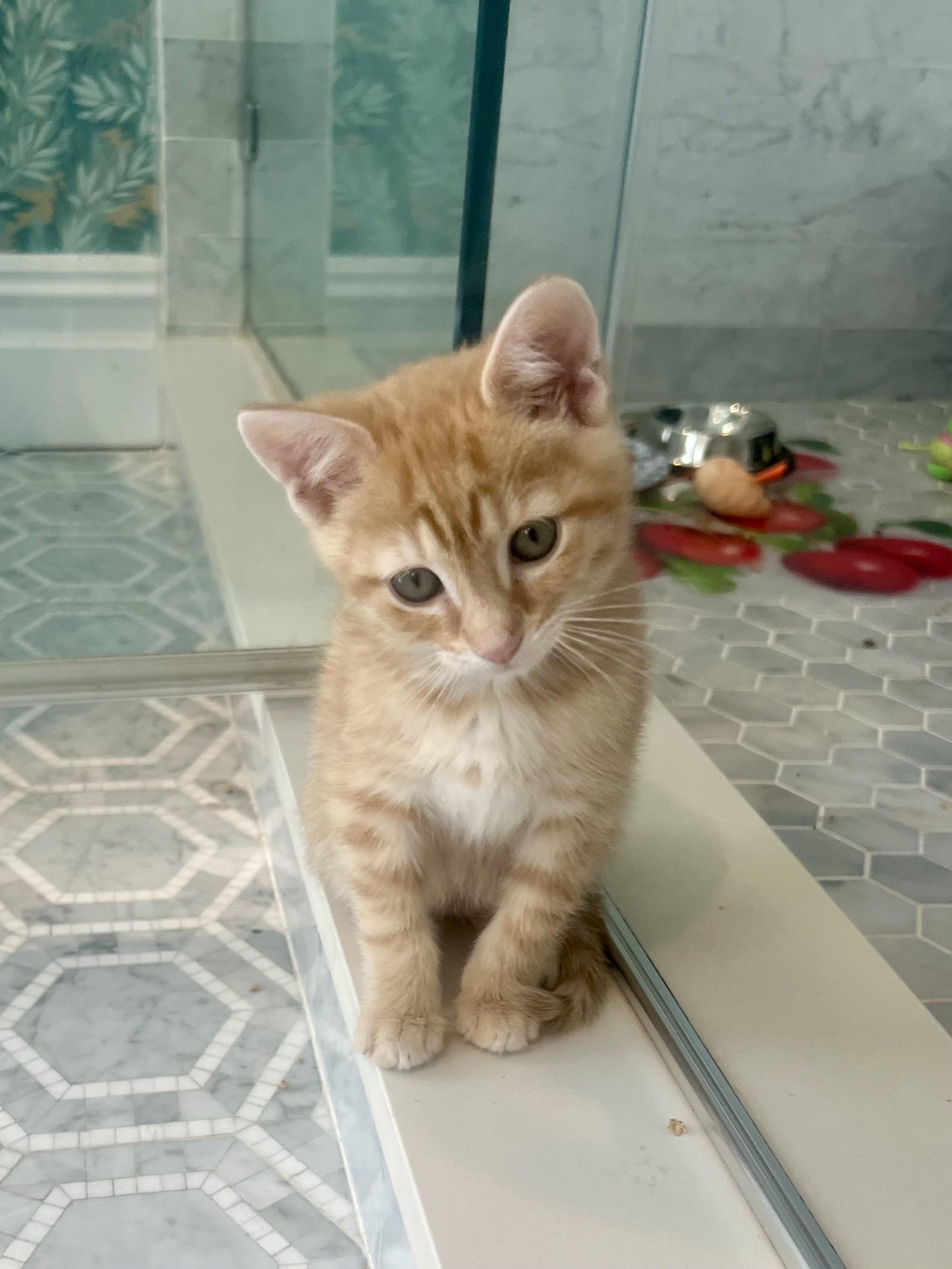 Enlarge Butter & Noodle, a ADOPTABLE Domestic Short Hair in Brooklyn, NY image 4/5