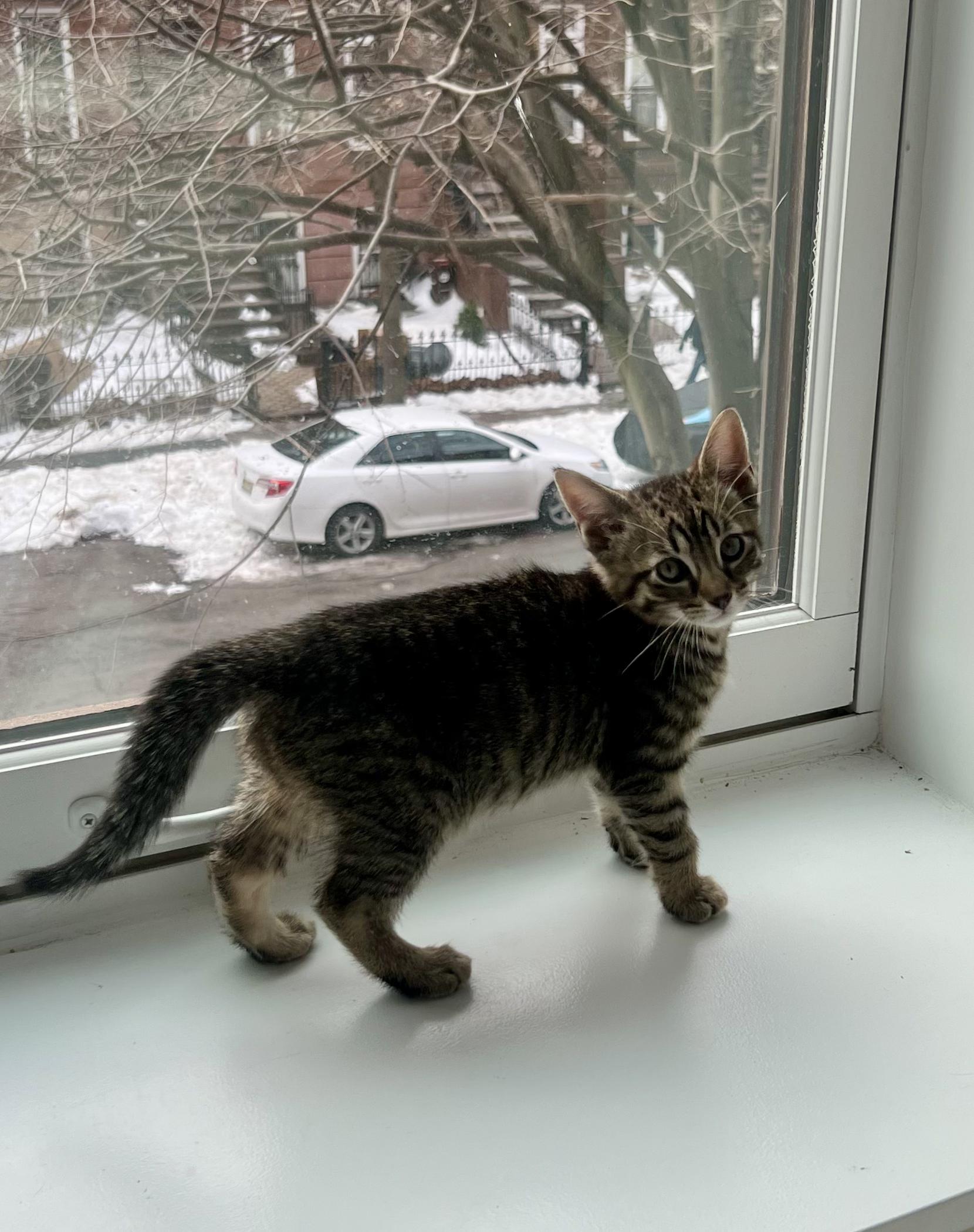 Enlarge Butter & Noodle, a ADOPTABLE Domestic Short Hair in Brooklyn, NY image 3/5