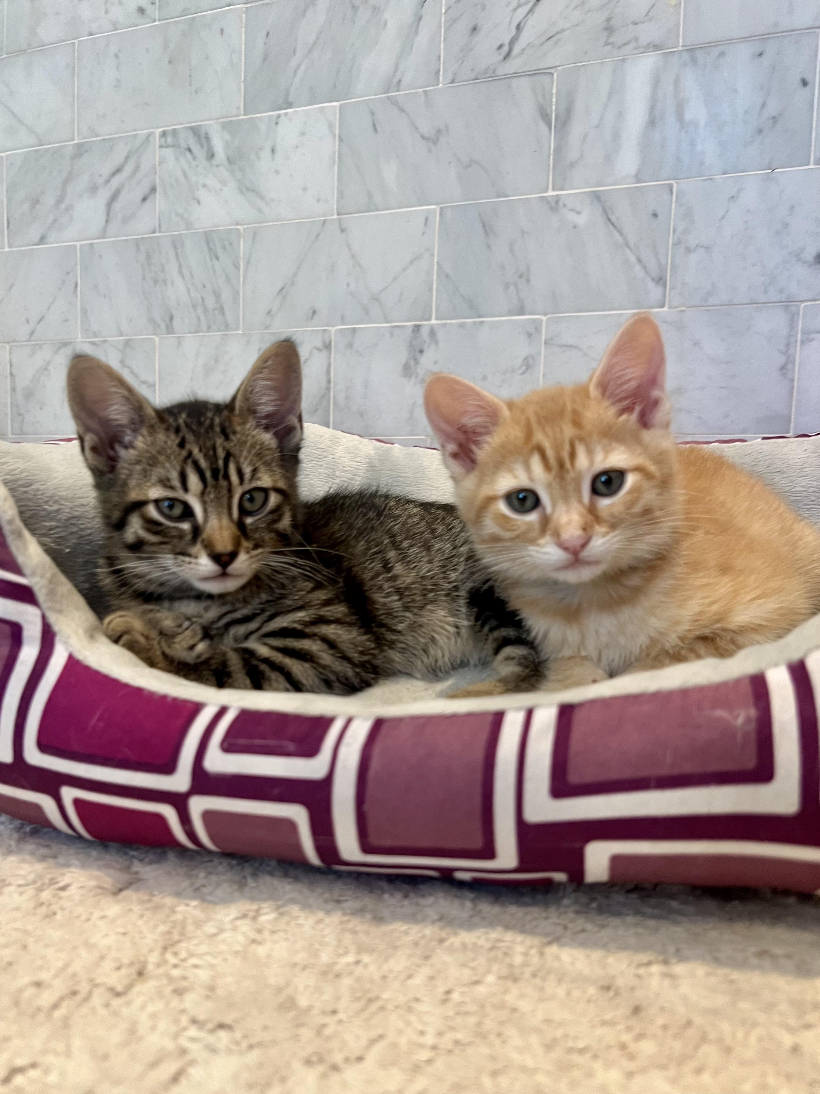 Enlarge Butter & Noodle, a ADOPTABLE Domestic Short Hair in Brooklyn, NY image 1/5