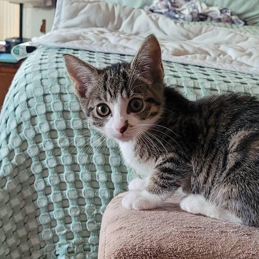 Luna, ADOPTABLE, Kitten Female Domestic Short Hair.