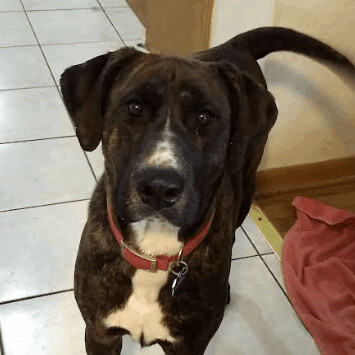 Bear, a Adoptable mixed breed in Barrington Hills, IL image 2/5