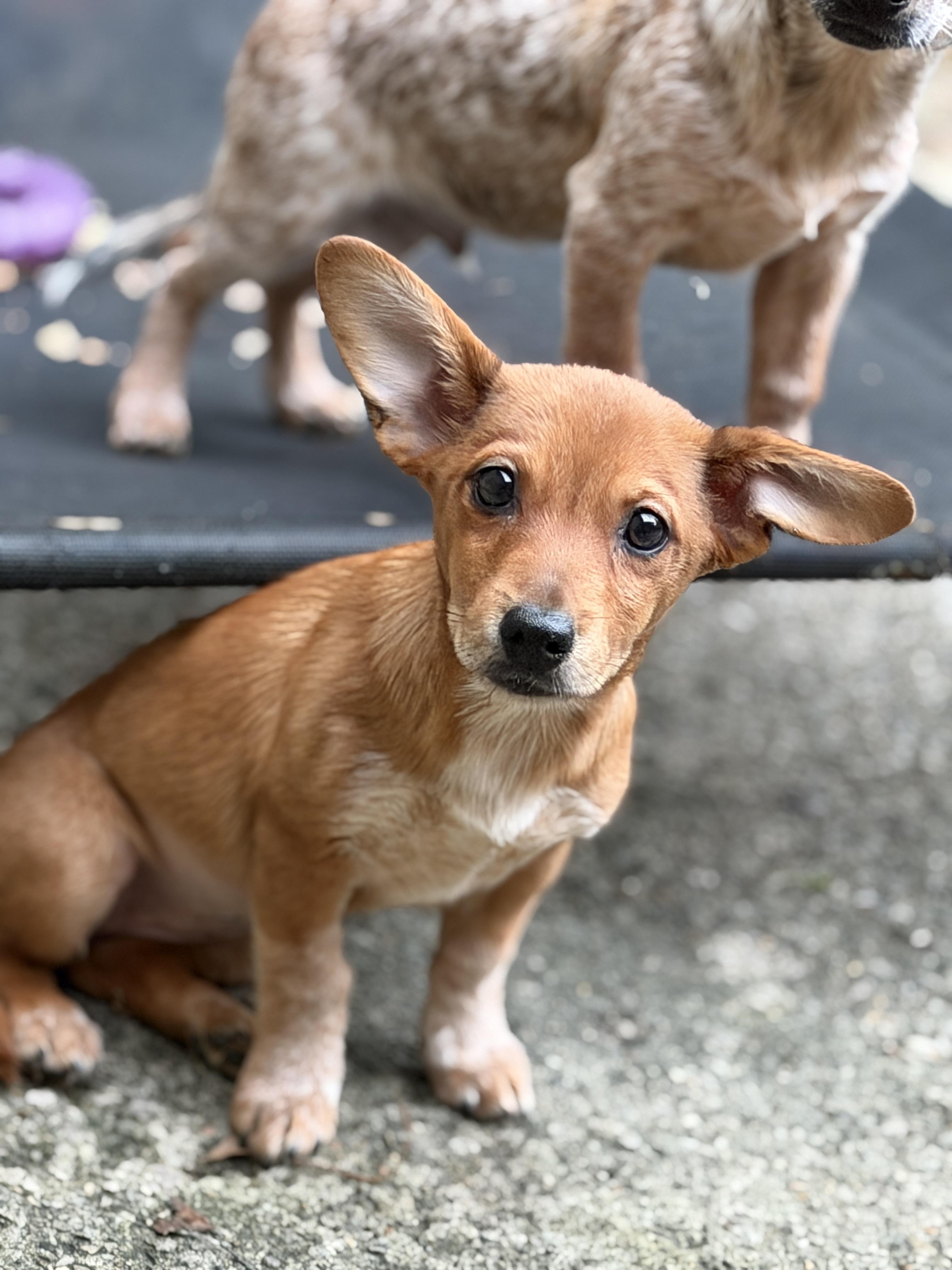 Bear Bear, Adoptable, Puppy Female Chihuahua & Australian Cattle Dog / Blue Heeler.