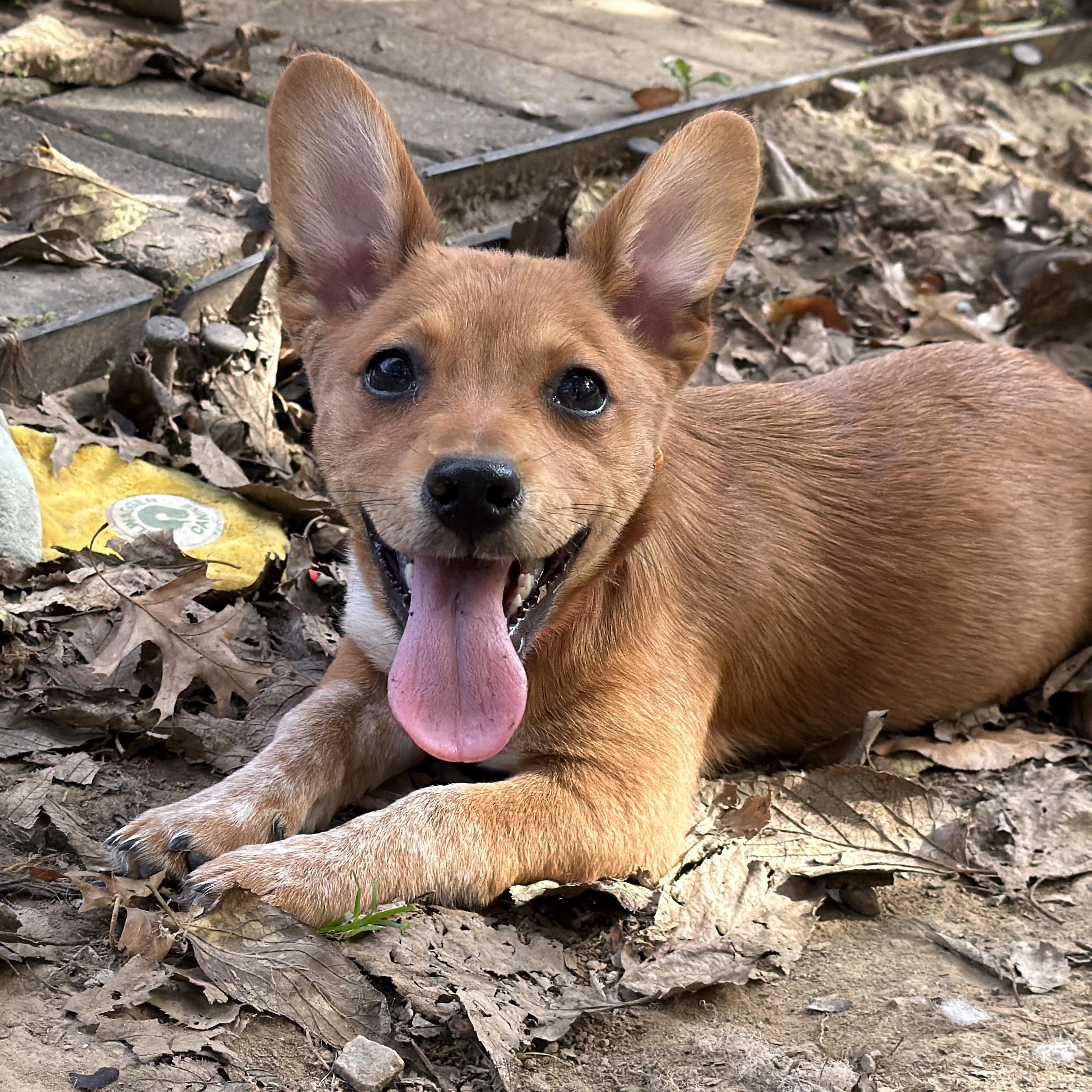 Bear Bear, Adoptable, Puppy Female Chihuahua & Australian Cattle Dog / Blue Heeler.