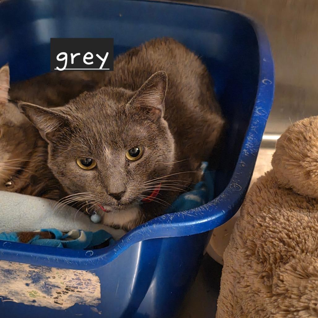 Grey, Adoptable, Adult Male Domestic Short Hair.