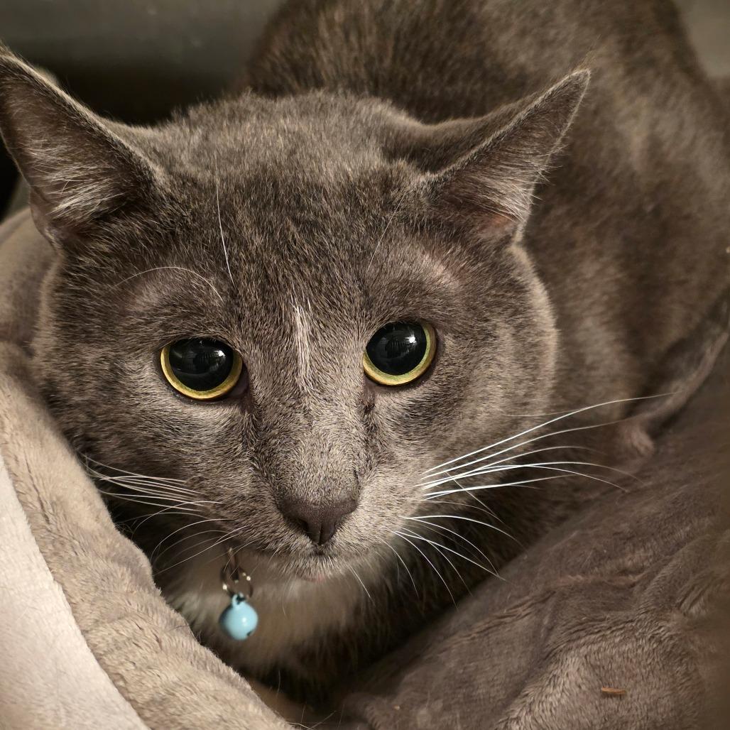Grey, a Adoptable Domestic Short Hair in Glenfield, NY image 2/2