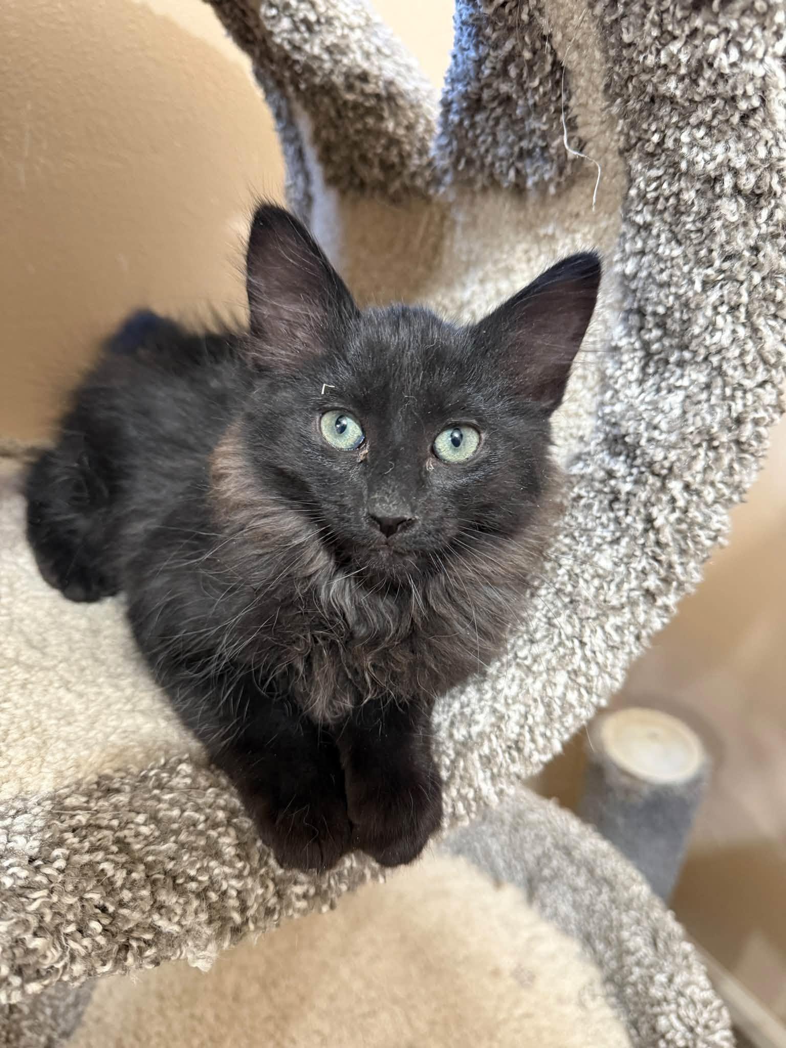 Salem, Adoptable, Kitten Male Maine Coon & Domestic Long Hair.