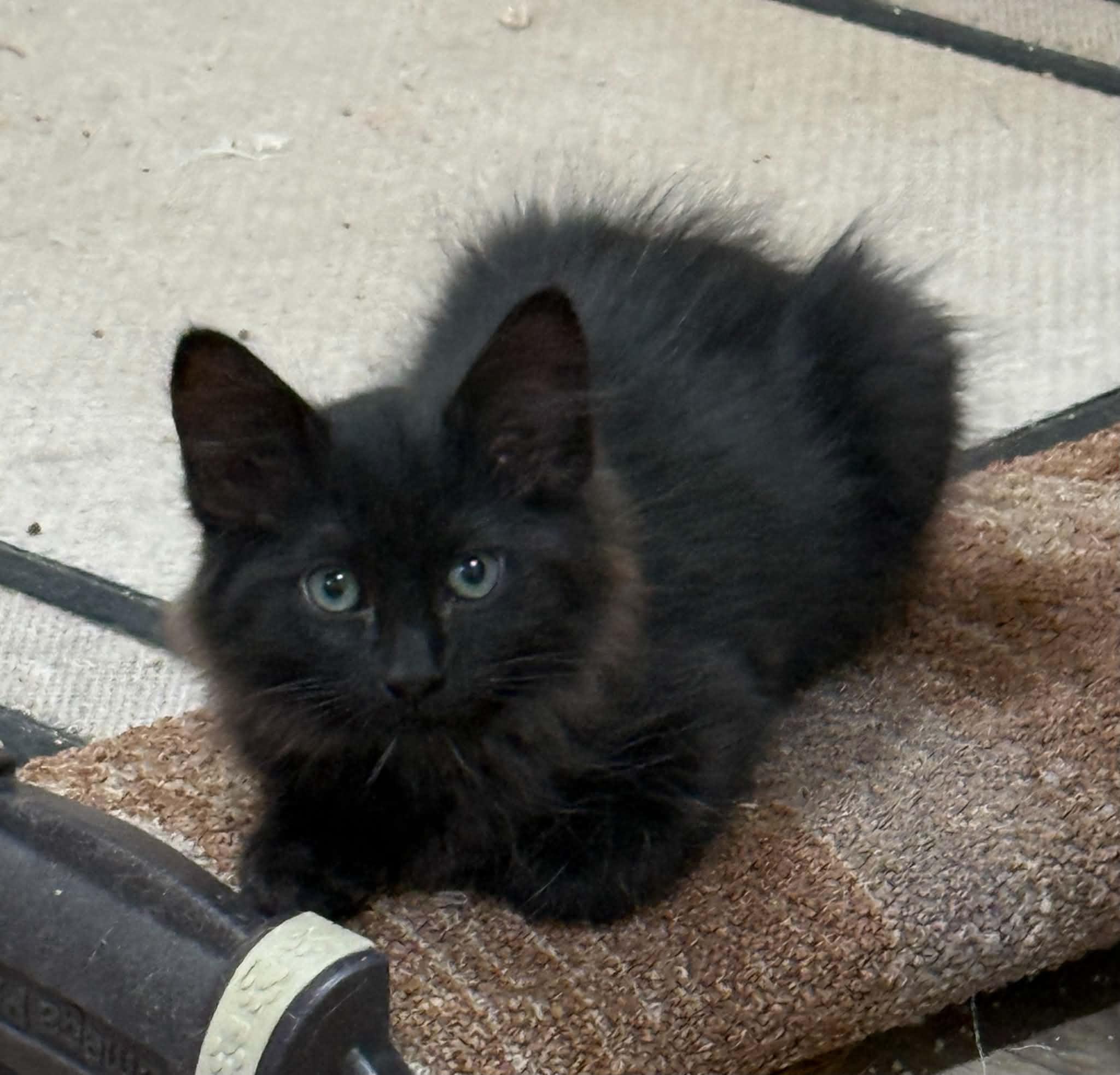 Enlarge Salem, a Adoptable mixed breed in Tehachapi, CA image 2/3