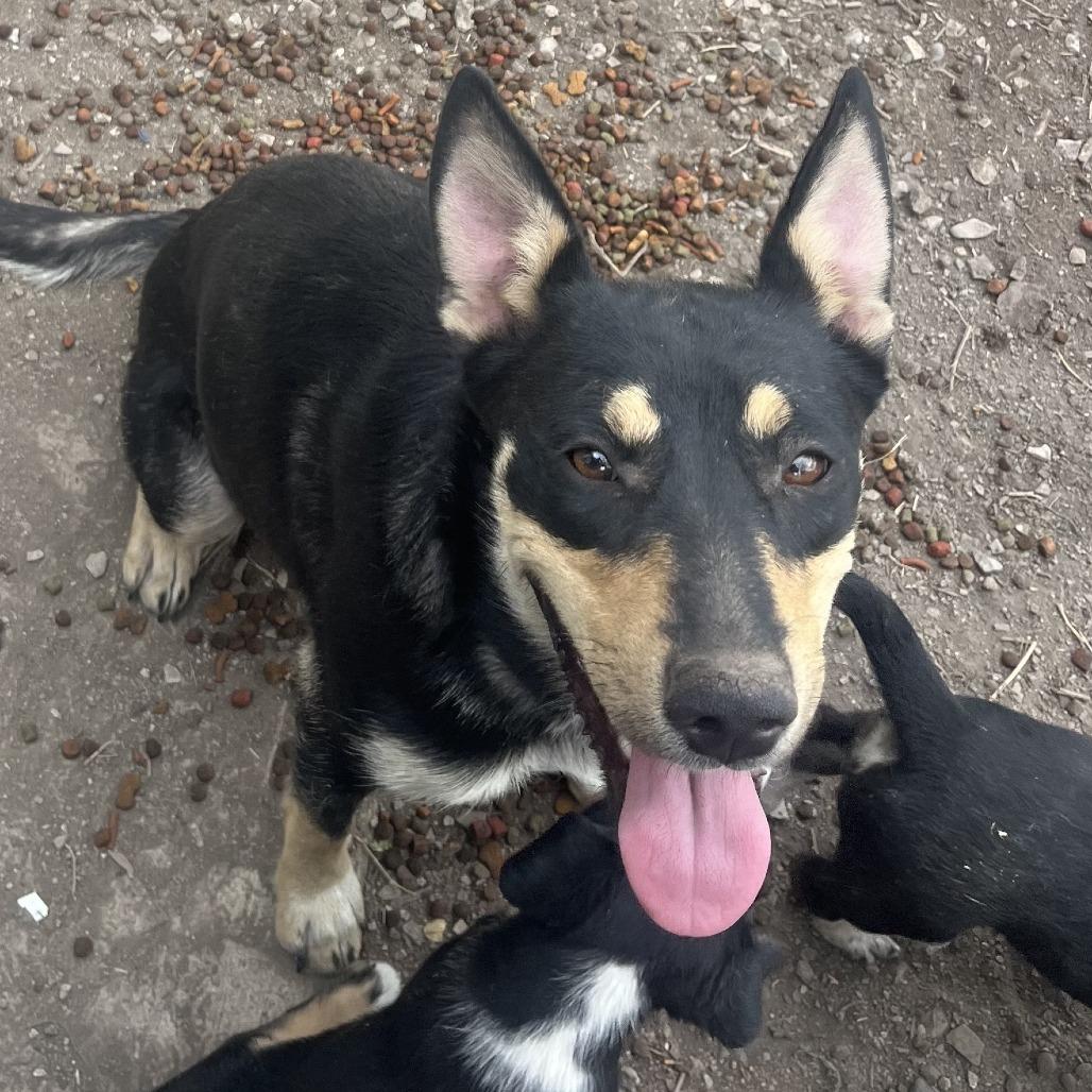 Cadence, Adoptable, Adult Female Australian Kelpie & Mixed Breed.
