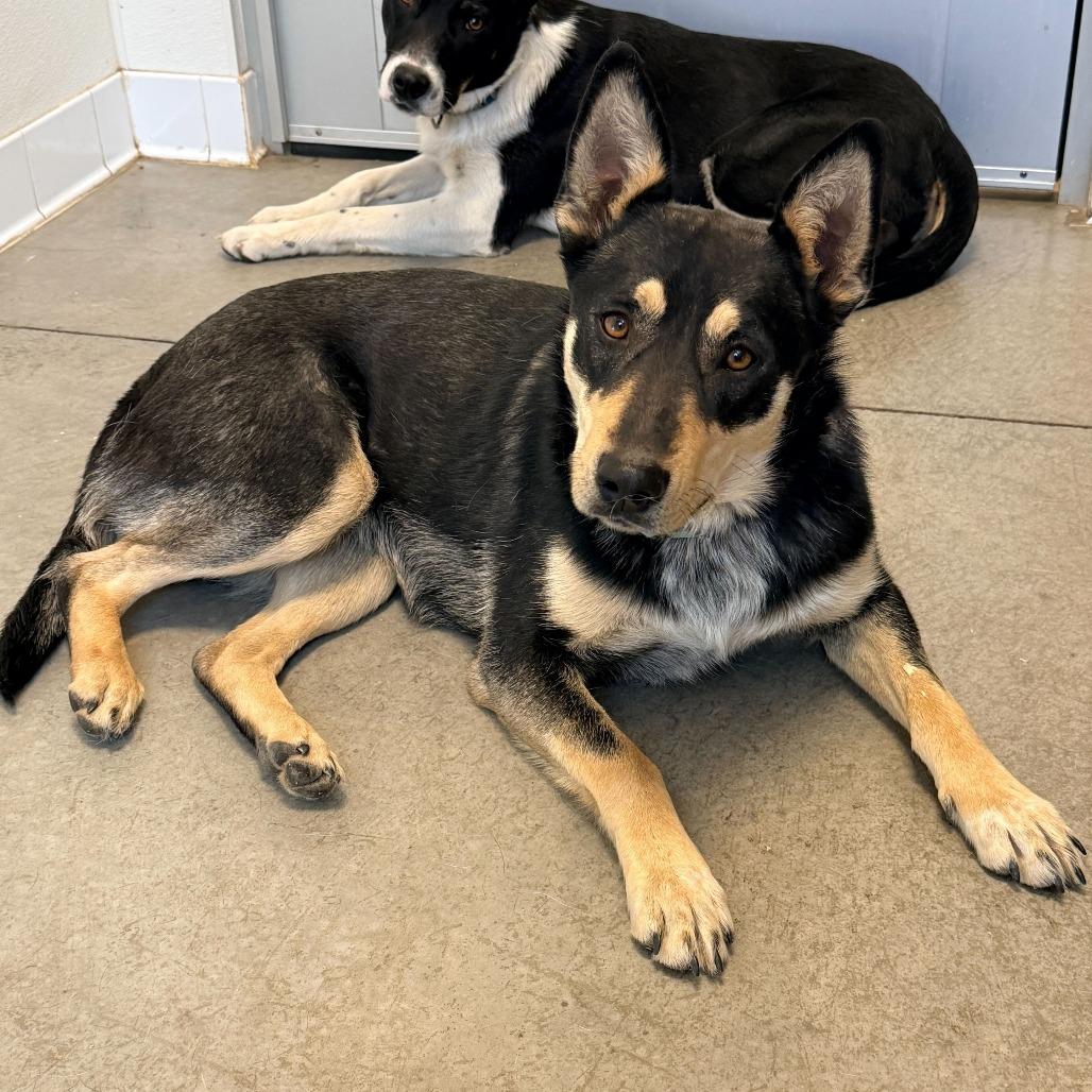 Enlarge Cadence, a Adoptable mixed breed in Rifle, CO image 2/3