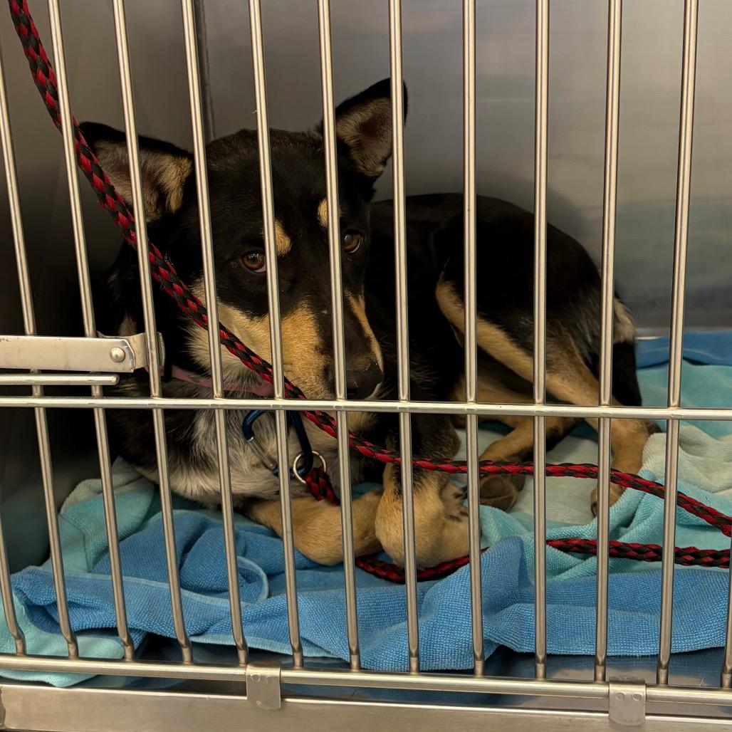 Enlarge Cadence, a Adoptable mixed breed in Rifle, CO image 3/3