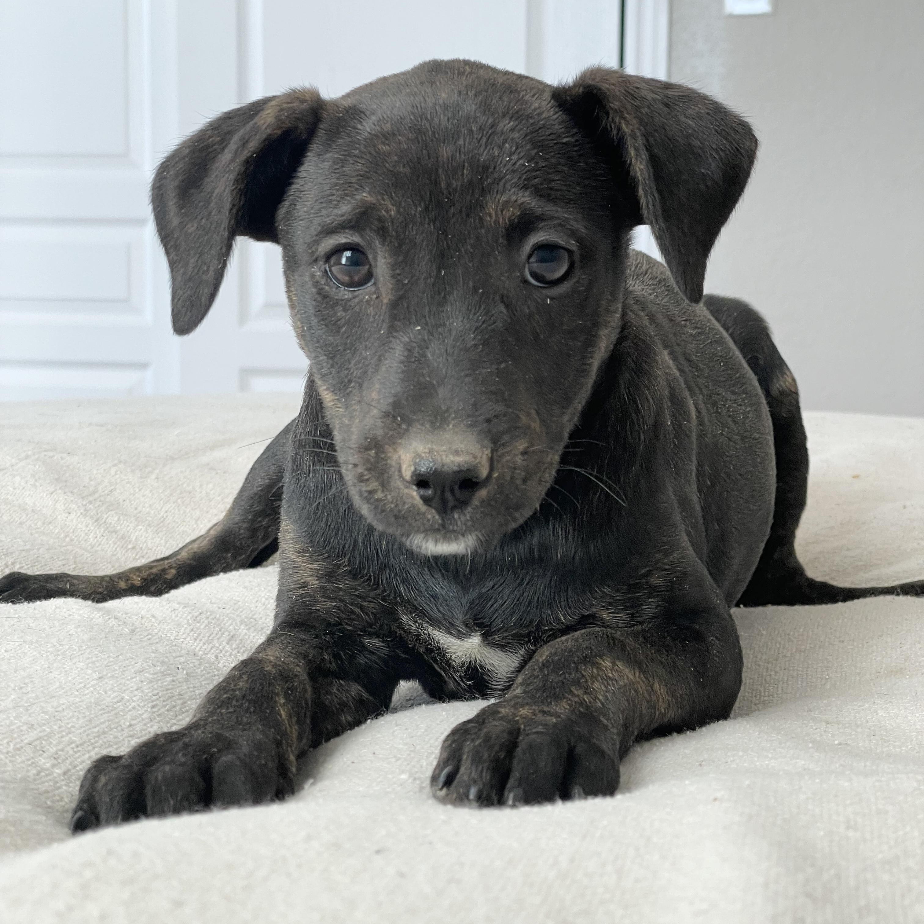 Enlarge Darling Artesia , a ADOPTABLE mixed breed in West Hartford , CT image 3/3