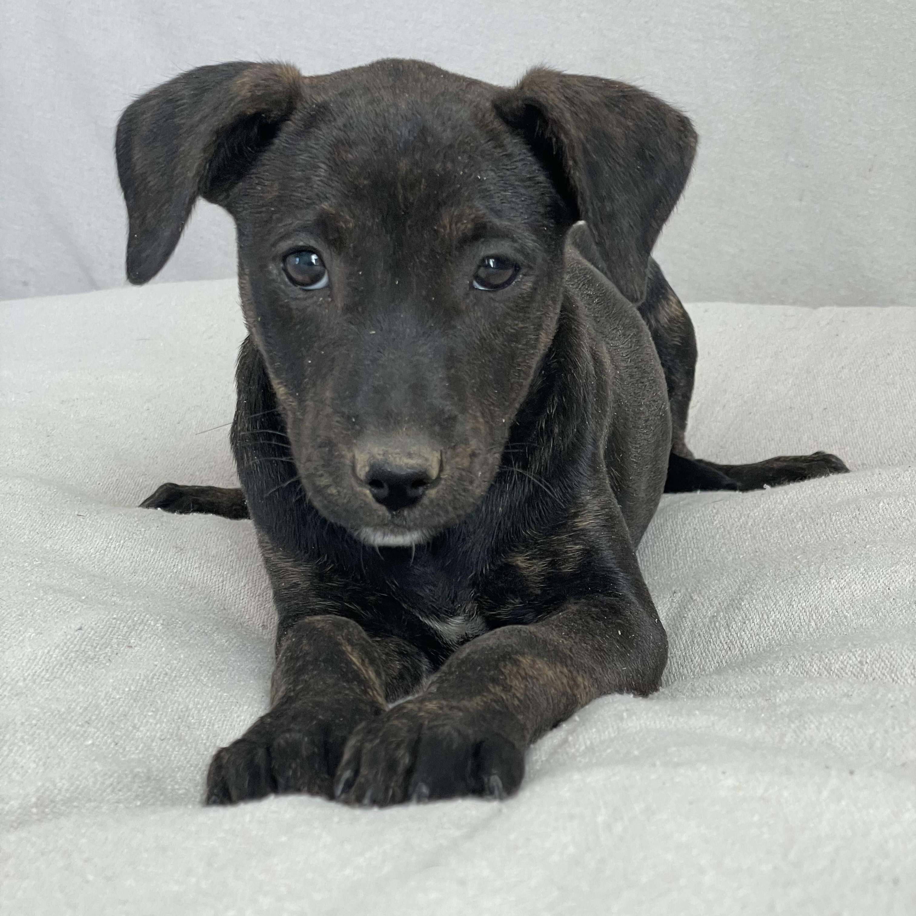 Enlarge Darling Artesia , a ADOPTABLE mixed breed in West Hartford , CT image 1/3