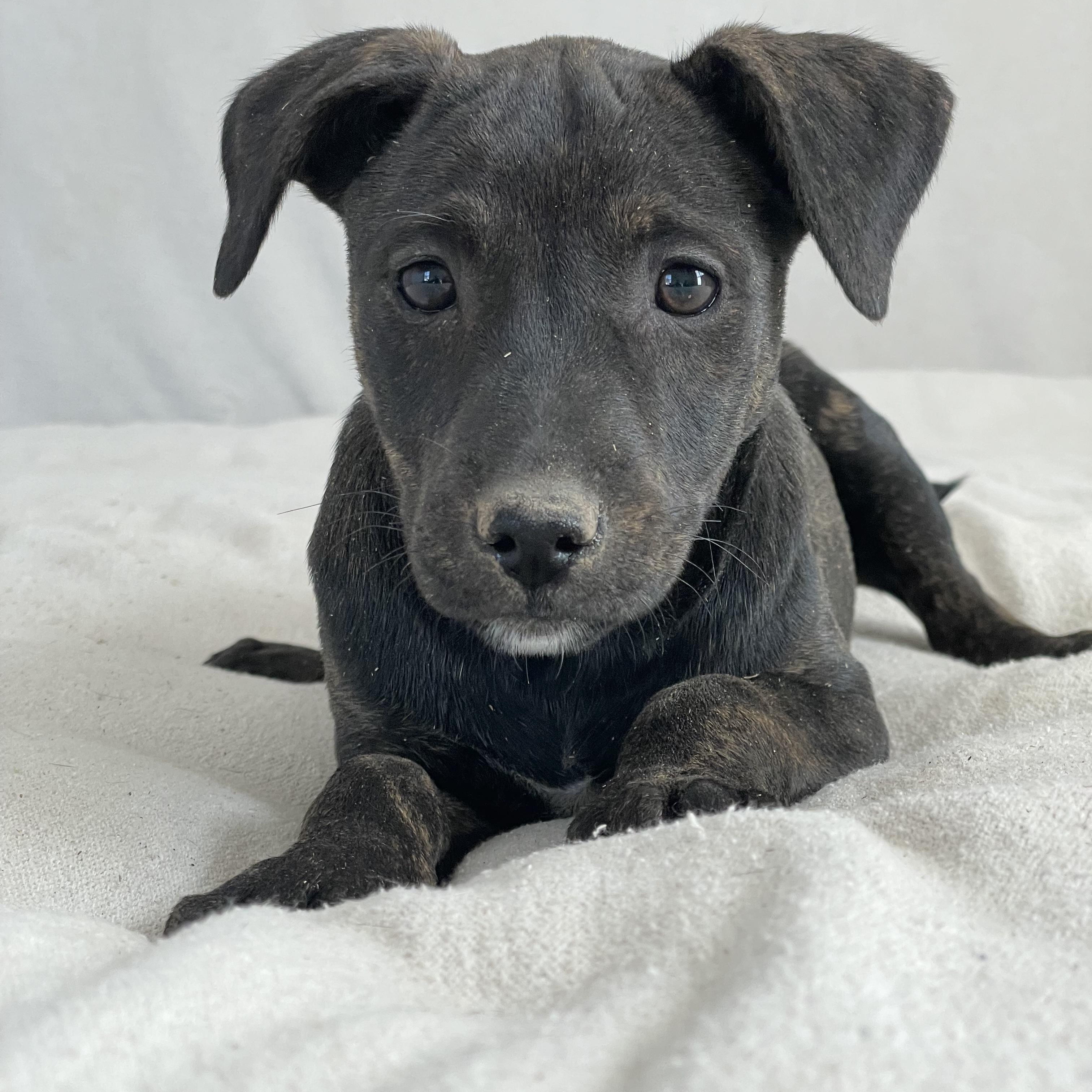 Enlarge Darling Artesia , a ADOPTABLE mixed breed in West Hartford , CT image 2/3